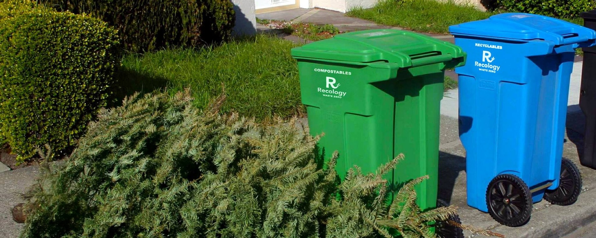 A Christmas tree set to be treecylced lies next to two Recology bins.