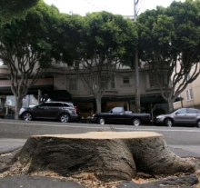 Street Tree Removal